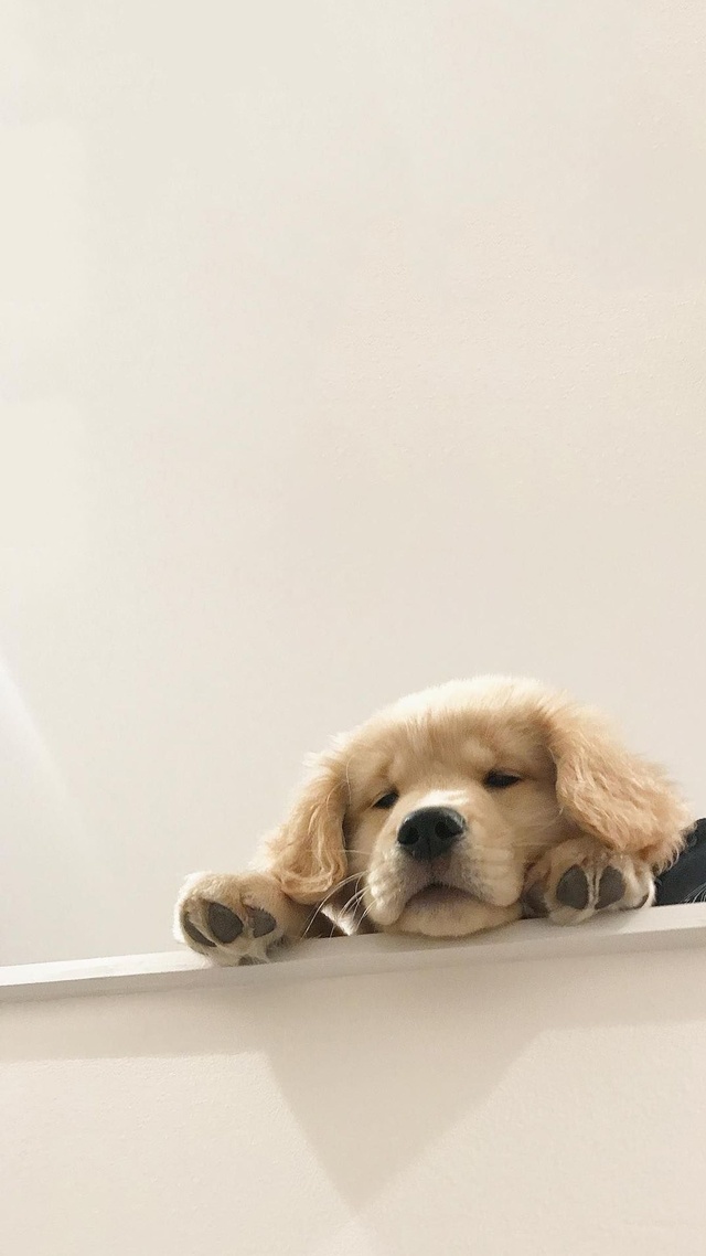 狗 可愛 萌寵