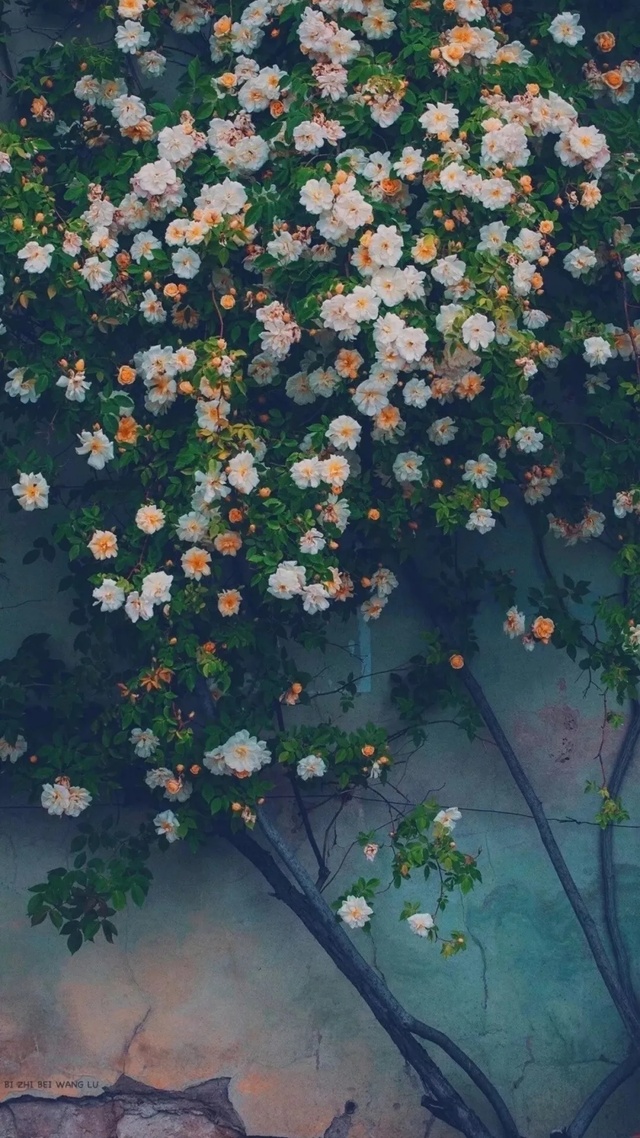 花 INS風