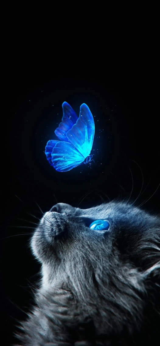 貓咪與蝴蝶🦋